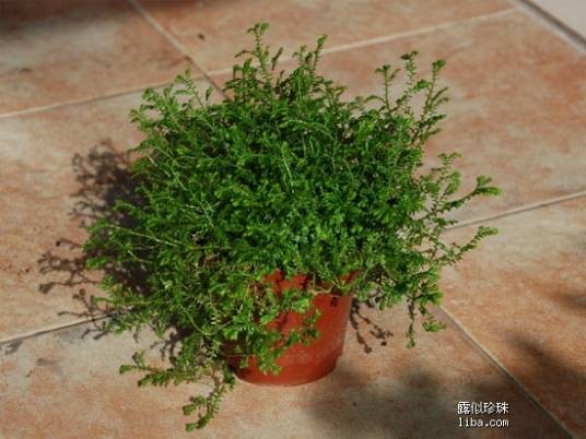吸毒草