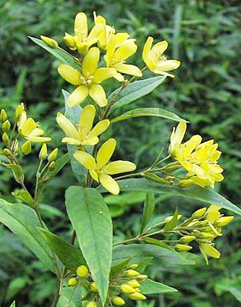 黄莲花(中药)