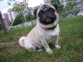 巴哥犬