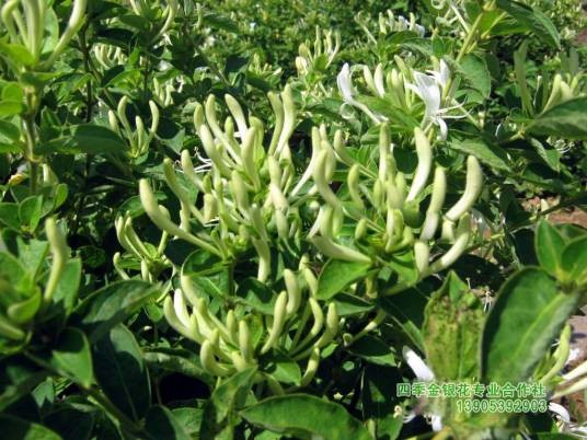 平邑四季金银花