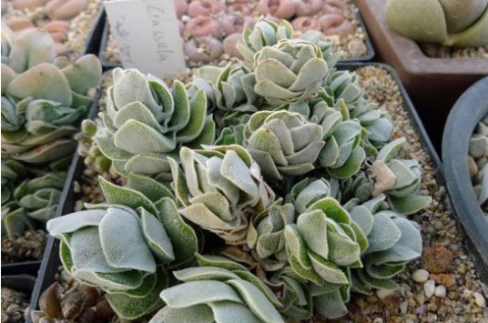 象牙塔（景天科青锁龙属多肉植物）