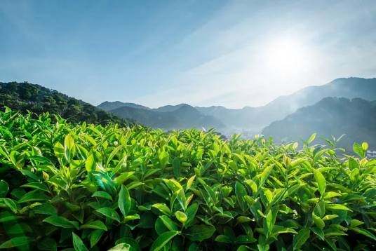 茶(山茶科山茶属植物)