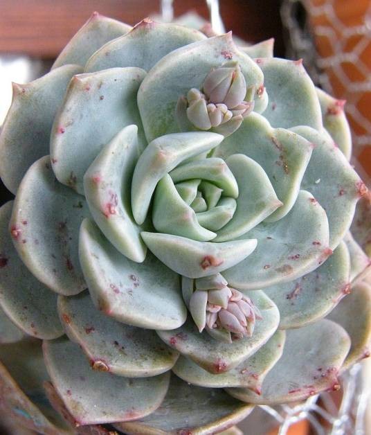 白牡丹（景天科风车石莲属植物）