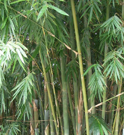 天竹黄