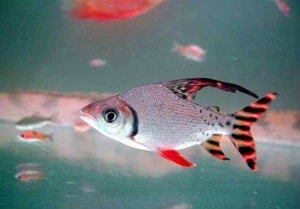 飞凤鱼