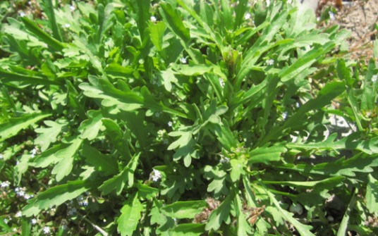家独行菜(十字花科独行菜属植物)