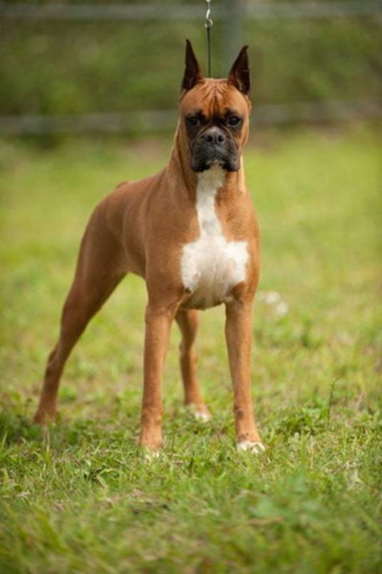 斗牛拳师犬