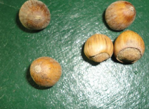 榛子（中药）