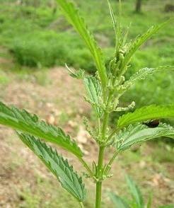 荨麻系