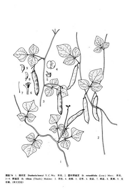 圆叶野扁豆（豆科野扁豆属植物）