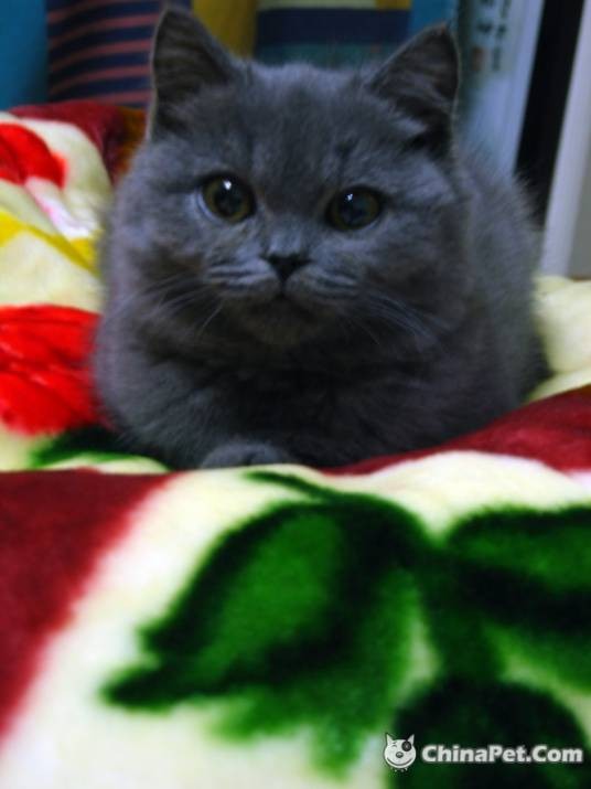 阿比西尼亚蓝猫
