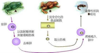 生物克隆技术