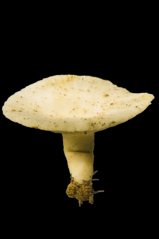 正红菇标本