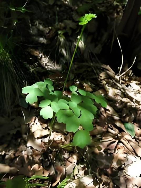 首阳变豆菜