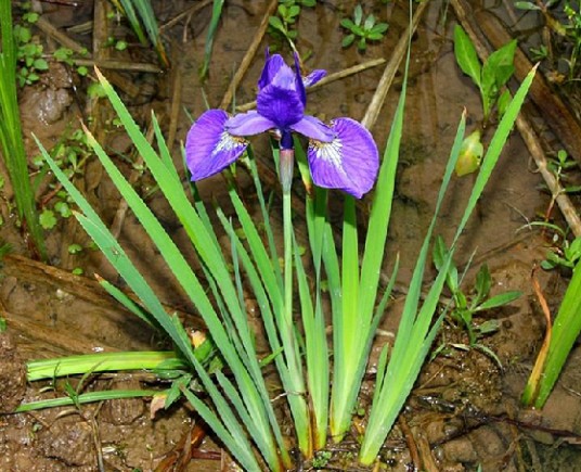 单花鸢尾（中药材）