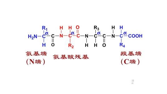 肽键(peptidebond)