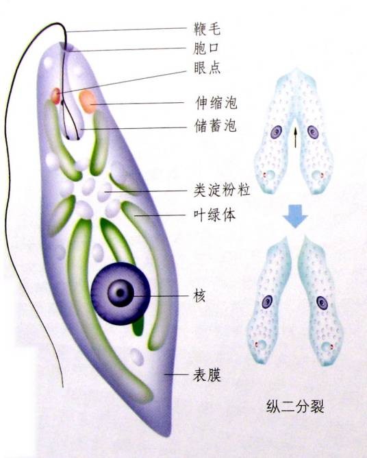 单细胞动物
