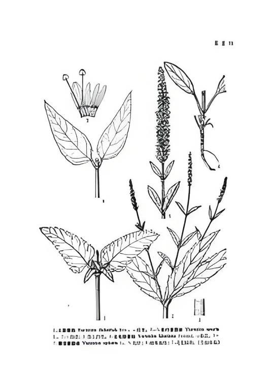 穗花组（玄参科婆婆纳属）