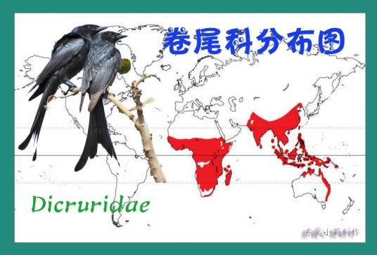 卷尾科