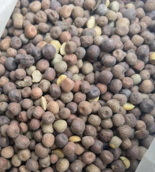 麻豆（豆科豇豆属一年生草本植物）