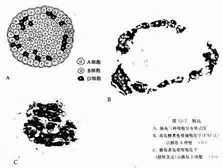 胰岛B细胞