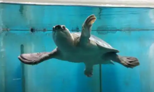 猪鼻海龟