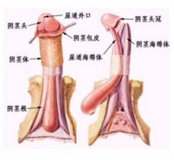 龟头（男性生殖系统组成部位）