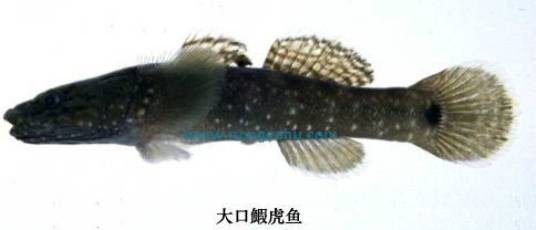 大口鰕虎鱼