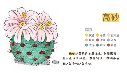 高砂（仙人掌科乳突球属的一种多肉植物）