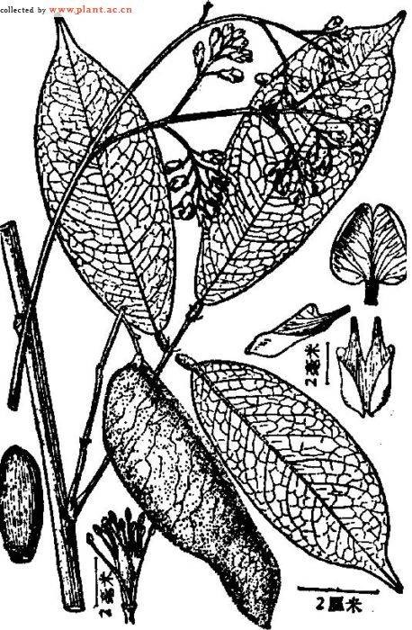 光叶密花豆（中药名）