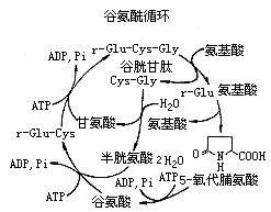 谷氨酰胺转肽酶