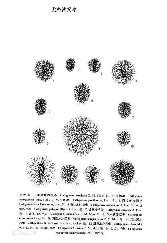 戈壁沙拐枣