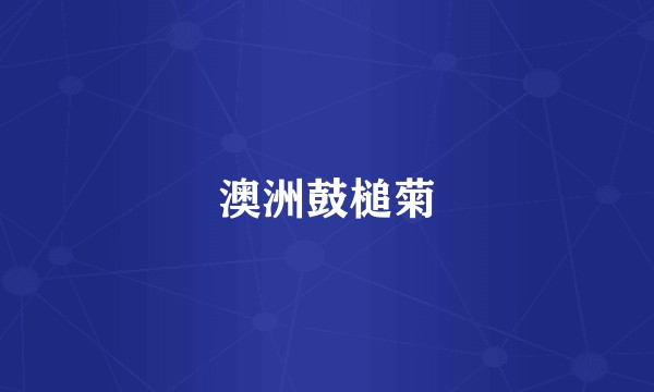 澳洲鼓槌菊
