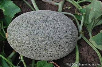 西州密二十五号
