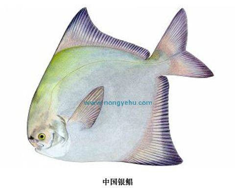 中国银鲳