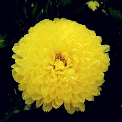 皇菊