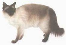 巧克力重点色猫
