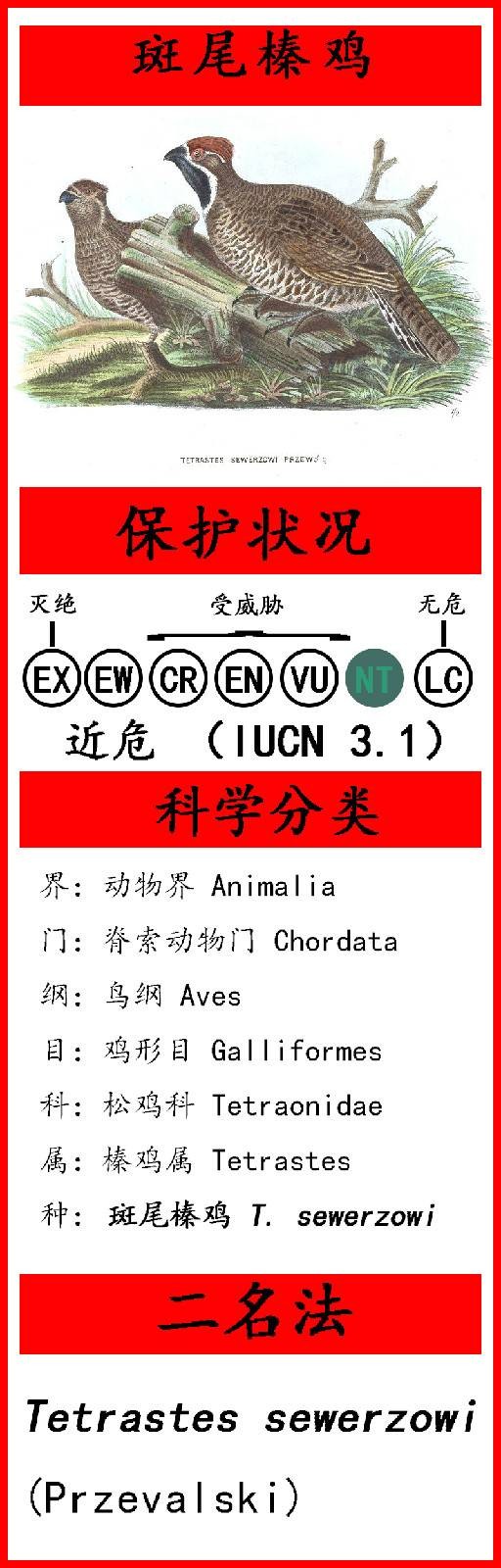 斑尾榛鸡