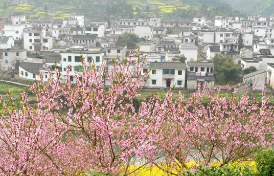 桃花村(湖北省宜昌市夷陵区黄花乡下辖村)