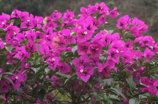 叶子花（中药）