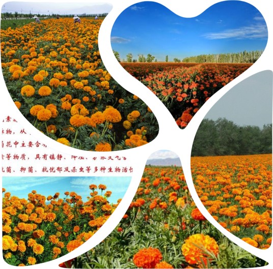 新疆兵团八十四团色素菊花