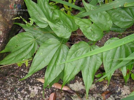 龙须藤(豆科火索藤属植物)
