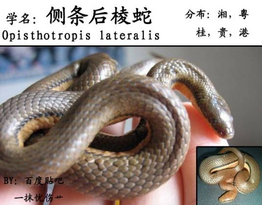 侧条后棱蛇
