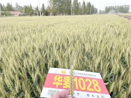 华麦1028