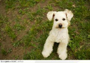 迷你雪纳瑞犬（雪纳瑞犬品种）