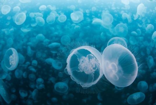 海洋浮游生物