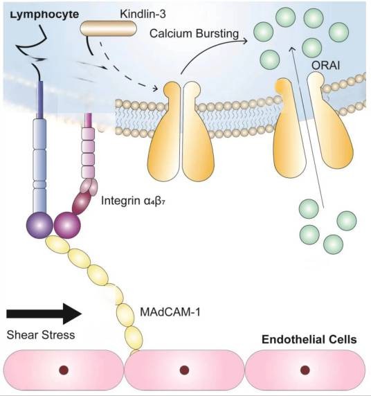 整合素α4β7
