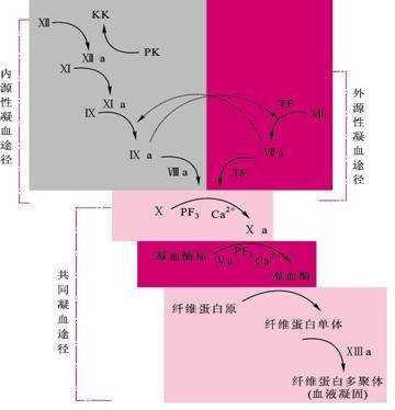 凝血时间
