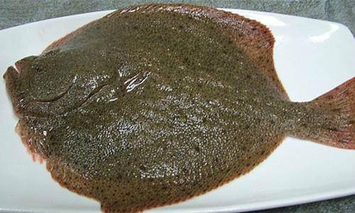 多宝鱼