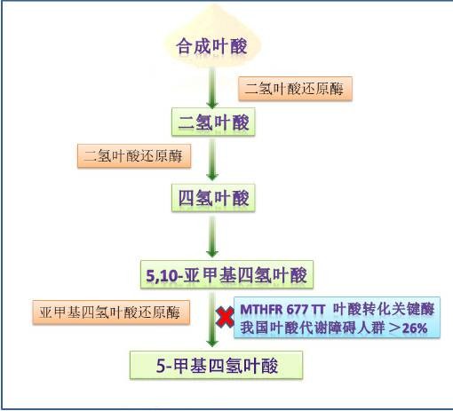 合成叶酸
